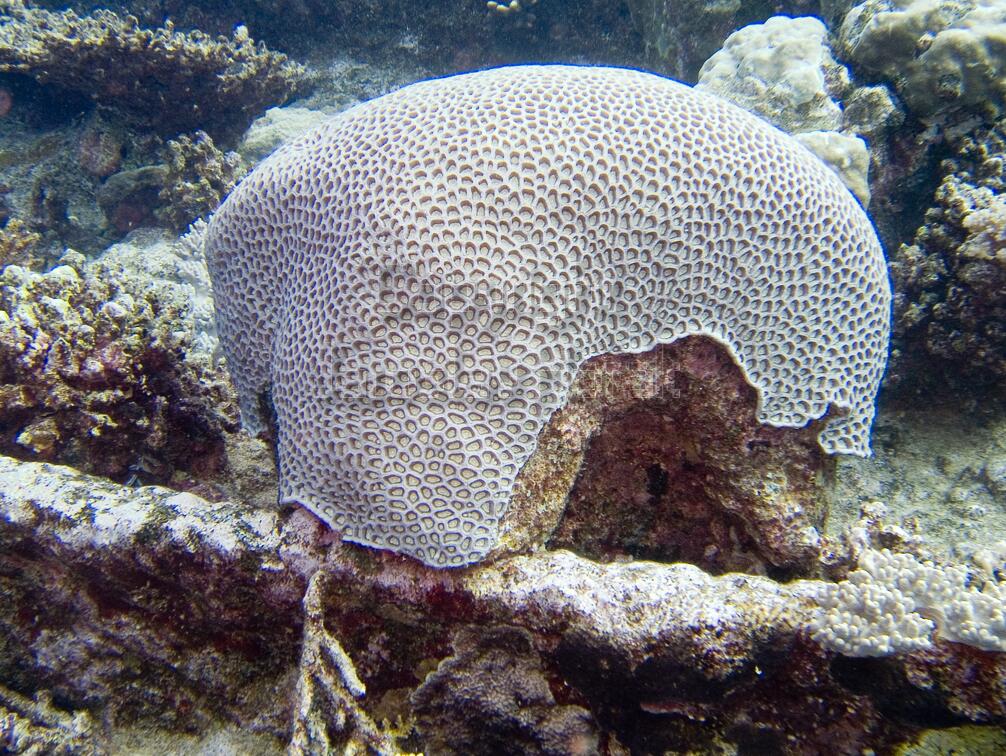 DSCF8206 ockovany koral